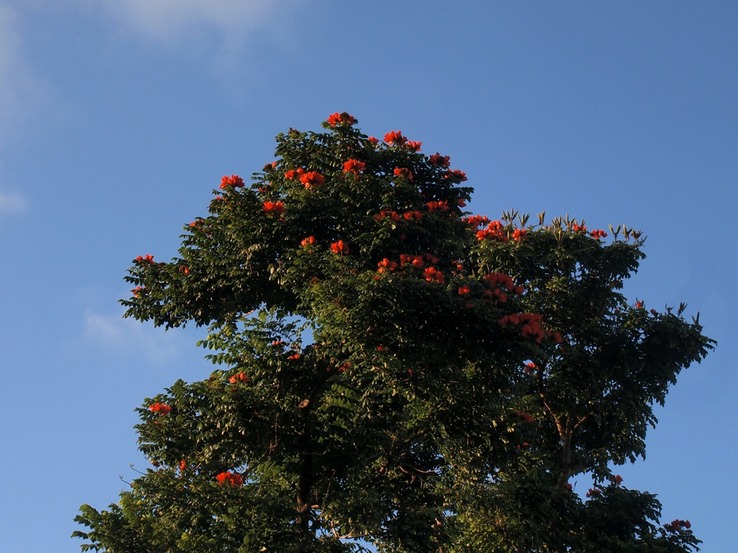 301 Boom van de boombloemen