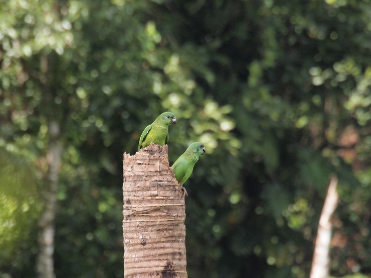 308 Black-billed Parrots