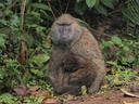 Baboon moeder+baby P8114191 - versie 2