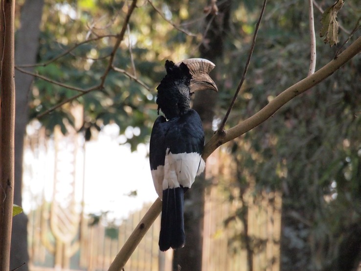 Black-and-white Casqued Hornbill P8023336