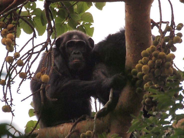 Chimp close up P8124483