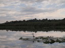 Mabamba Swamp P8023221