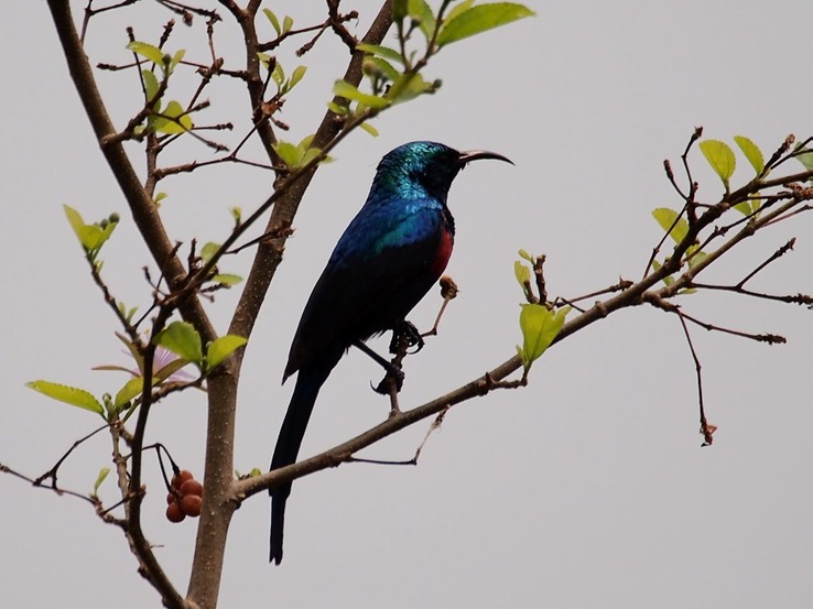 Red-chested Sunbird P8144734