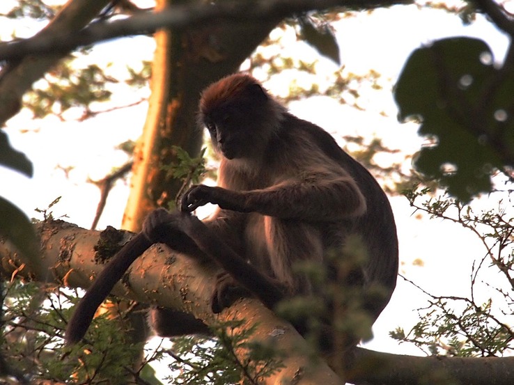 Red Colobus Monkey P8124561